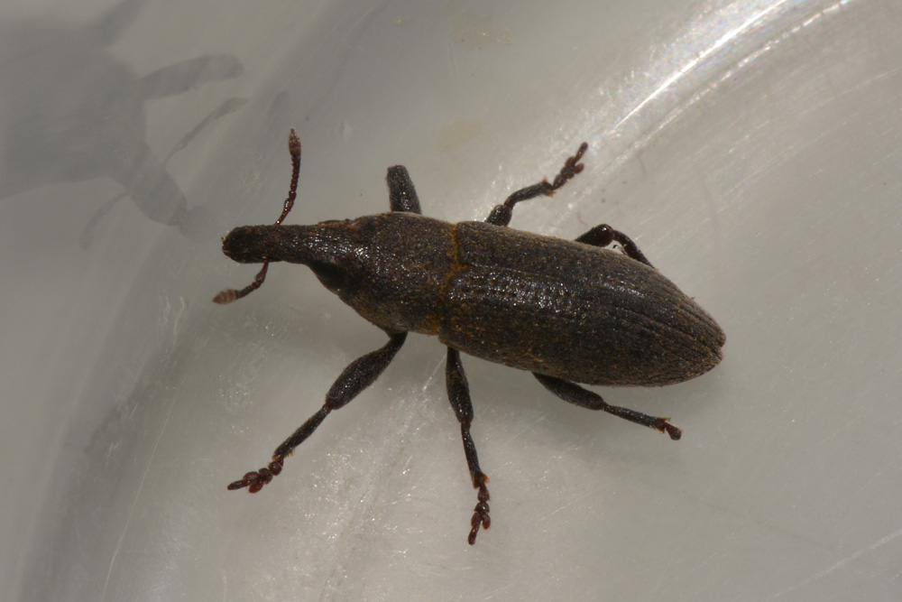 Lixus angustus - Curculionidae